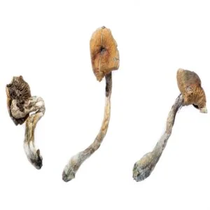 B+ Mushrooms
